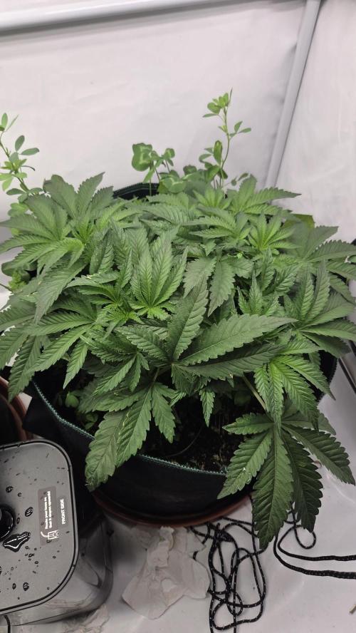 Kannabias Karibbean Mango. Week 5 - Tag 41
Blütetag 6
