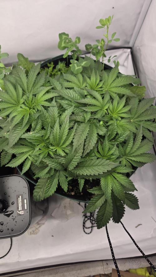 Kannabias Karibbean Mango. Week 5 - Tag 41
Blütetag 6