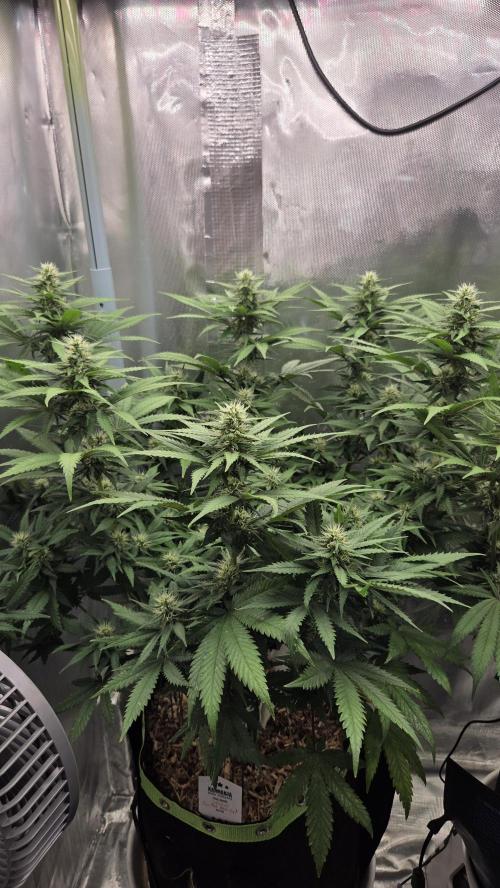 Kannabia Sunset Sherbet Go Fast. Week 11 - Tag 78
Blütetag 42