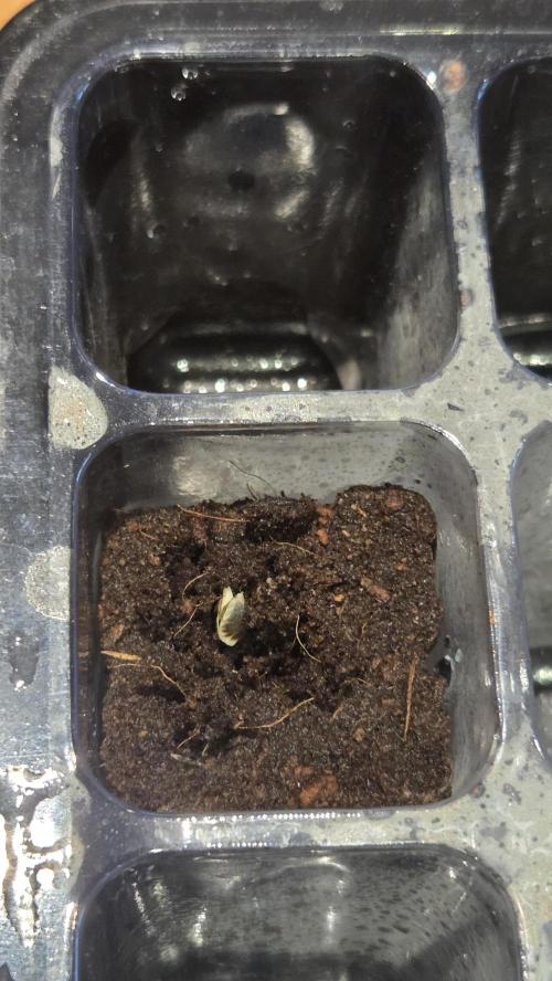 T.H.Seeds Bubble Banana Gum. Week 0 - Tag1
