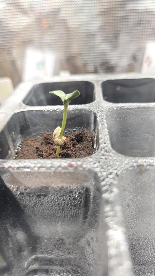 T.H.Seeds Bubble Banana Gum. Week 0 - Tag 2