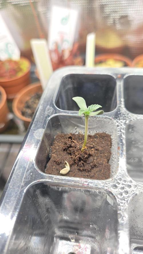 T.H.Seeds Bubble Banana Gum. Week 0 - Tag 3