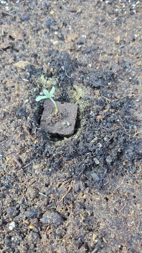 T.H.Seeds Bubble Banana Gum. Week 0 - Tag 3