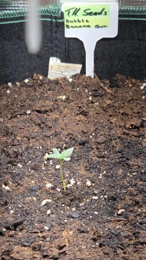 T.H.Seeds Bubble Banana Gum. Week 0 - Tag 4