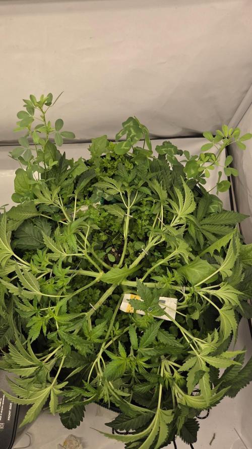 Kannabias Karibbean Mango. Week 5 - Tag 42
Blütetag 7
