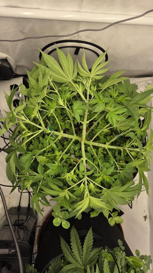 Pflanzregal 150W . Week 5