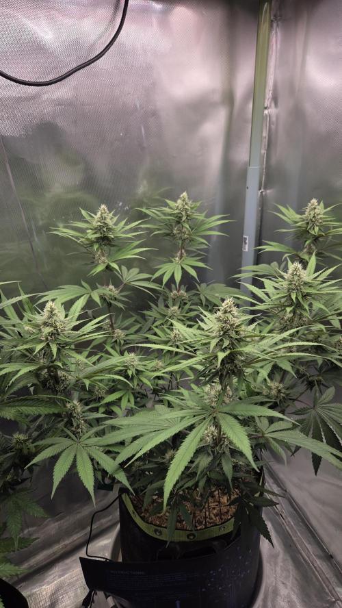 Kannabia Candy Cream Go Fast. Week 9 - Tag 68
Blütetag 32