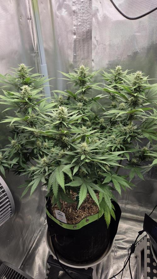 Kannabia Sunset Sherbet Go Fast. Week 11 - Tag 79
Blütetag 43