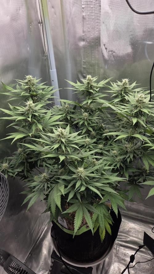 Kannabia Sunset Sherbet Go Fast. Week 11 - Tag 80
Blütetag 44