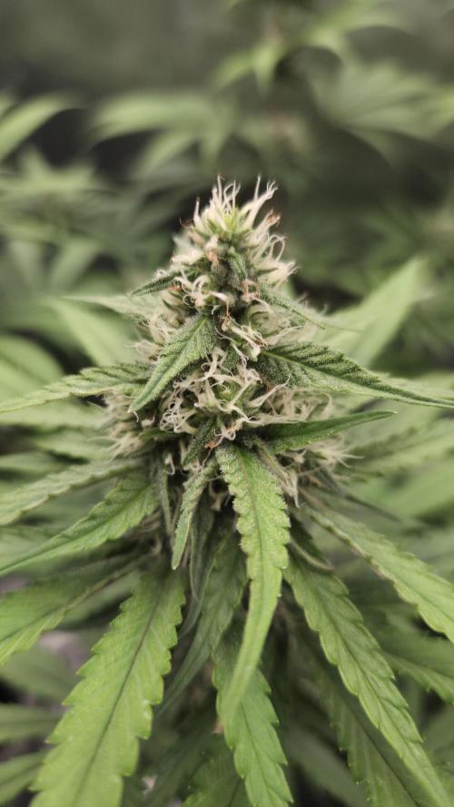 Kannabia Sunset Sherbet Go Fast. Week 11 - Tag 80
Blütetag 44