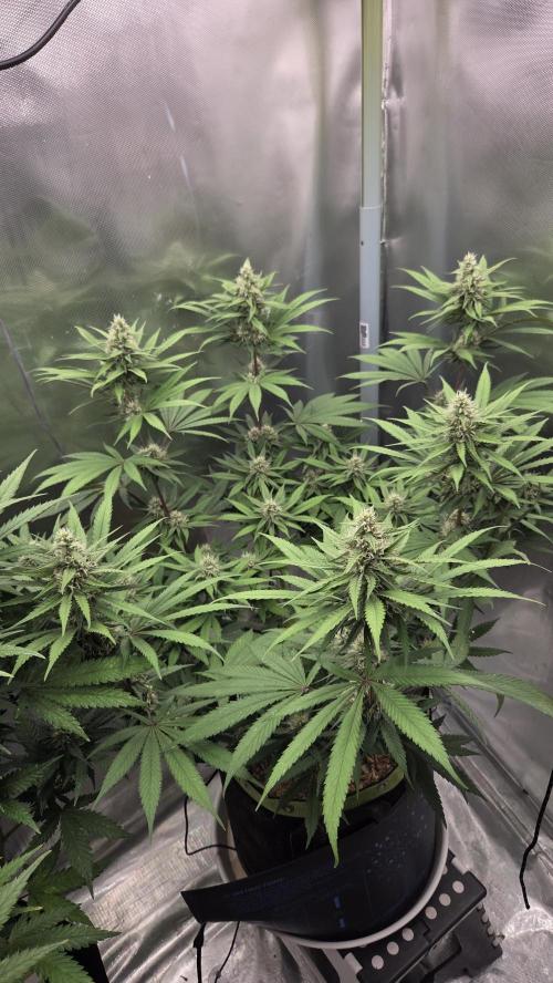 Kannabia Candy Cream Go Fast. Week 9 - Tag 69
Blütetag 33