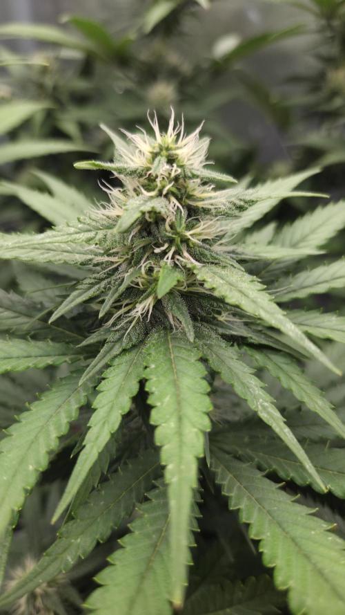 Kannabia Candy Cream Go Fast. Week 9 - Tag 69
Blütetag 33