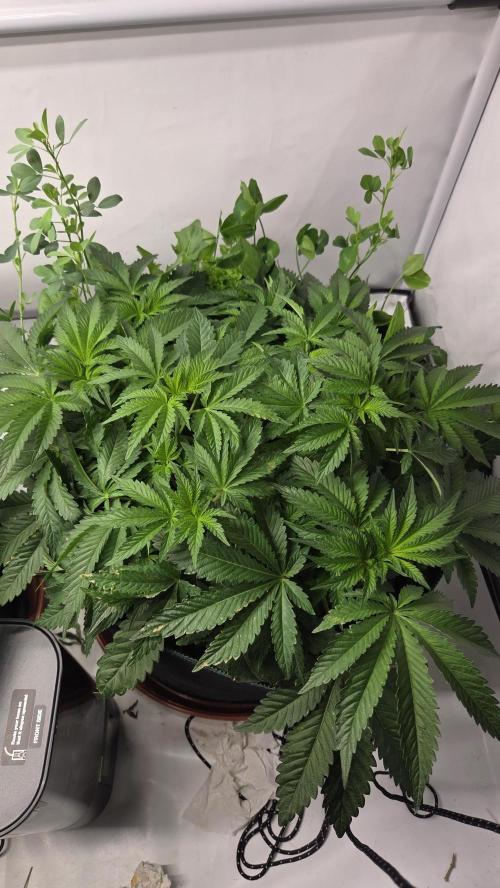 Kannabias Karibbean Mango. Week 6 - Tag 43
Blütetag 8