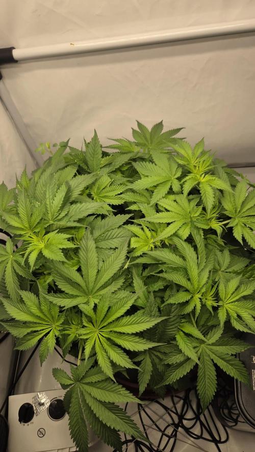 Pflanzregal 150W . Week 6