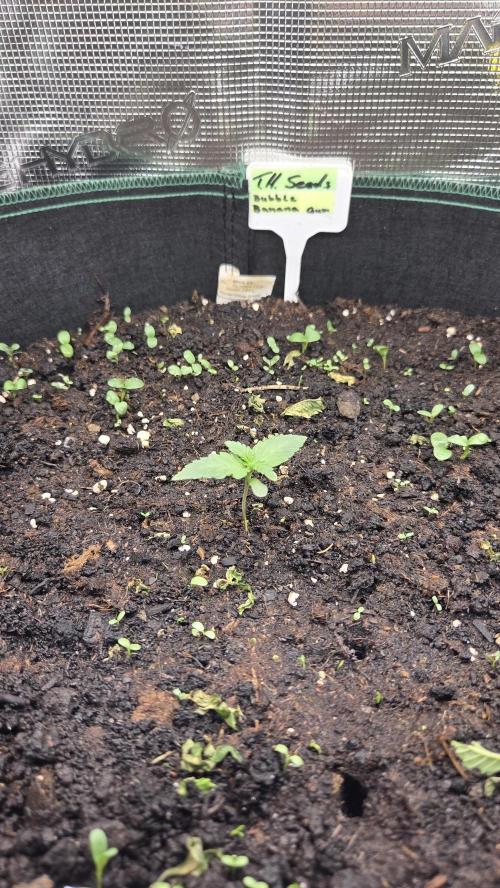 T.H.Seeds Bubble Banana Gum. Week 0 - Tag 6