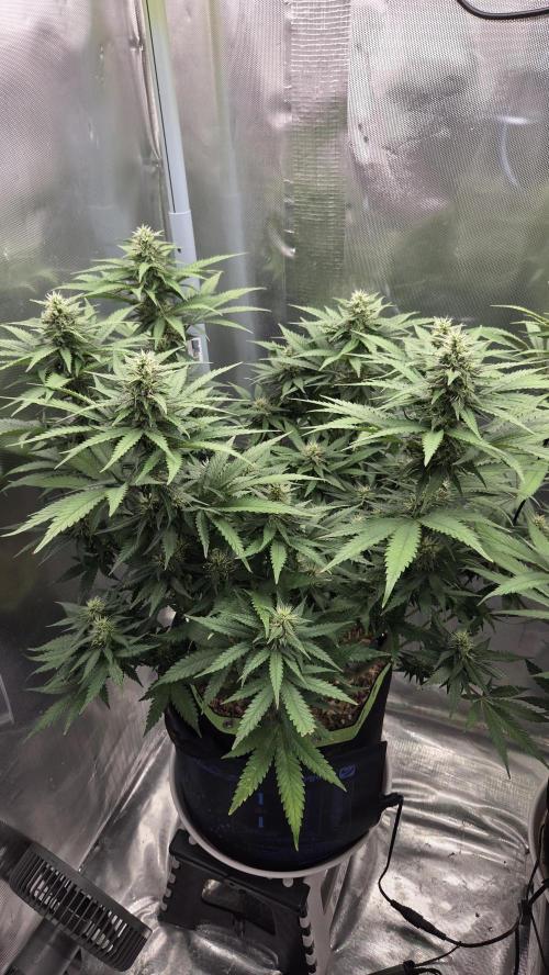 Kannabia Sunset Sherbet Go Fast. Week 11 - Tag 81
Blütetag 45