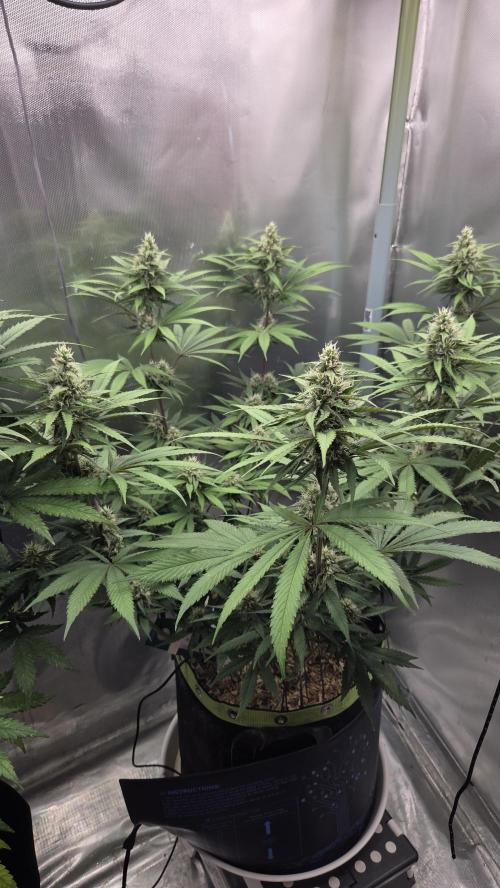 Kannabia Candy Cream Go Fast. Week 9 - Tag 70 Blütetag 34