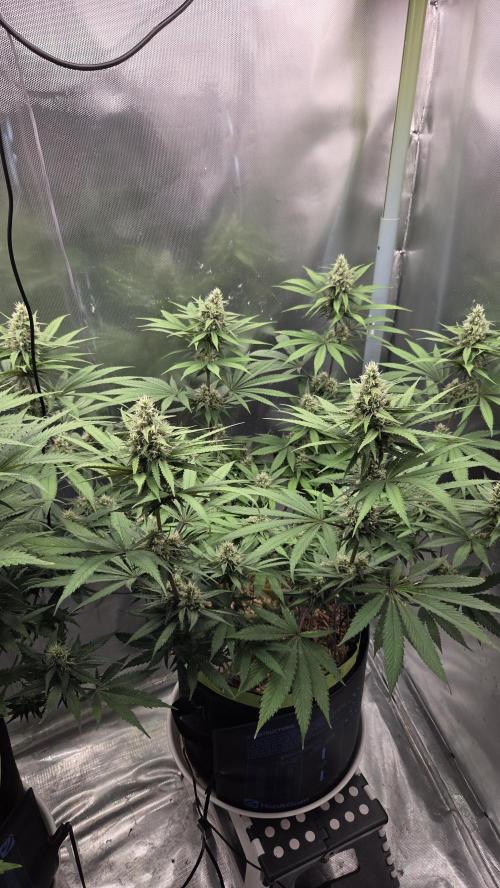 Kannabia Candy Cream Go Fast. Week 10 - Tag 71
Blütetag 35