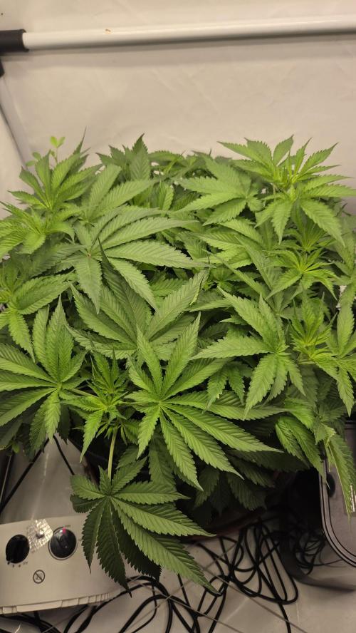 Kannabias Cherry Dream. Week 6 - Tag 44
Blütetag 9