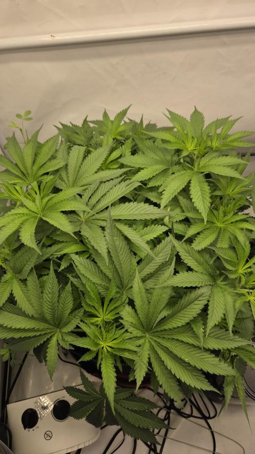 Pflanzregal 150W . Week 6