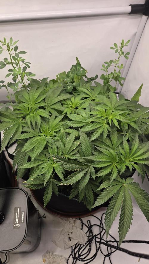 Kannabias Karibbean Mango. Week 6 - Tag 44
Blütetag 9