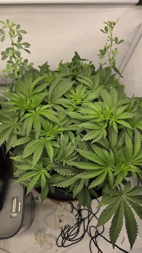 Kannabias Karibbean Mango. Week 6 - Tag 45
Blütetag 10