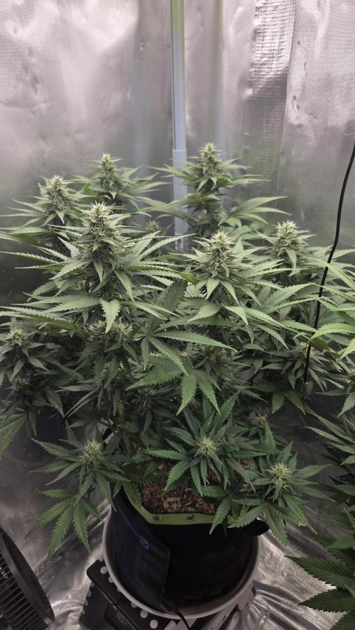 Kannabia Sunset Sherbet Go Fast. Week 11 - Tag 82
Blütetag 46