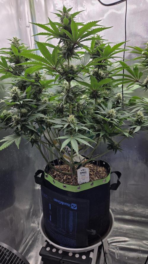 Sunset Sherbet Go Fast. Week 11