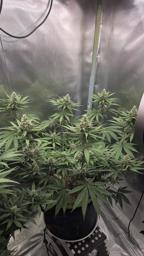Kannabia Candy Cream Go Fast. Week 10 - Tag 72
Blütetag 36