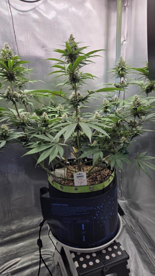 Kannabia Candy Cream Go Fast. Week 10 - Tag 72
Blütetag 36