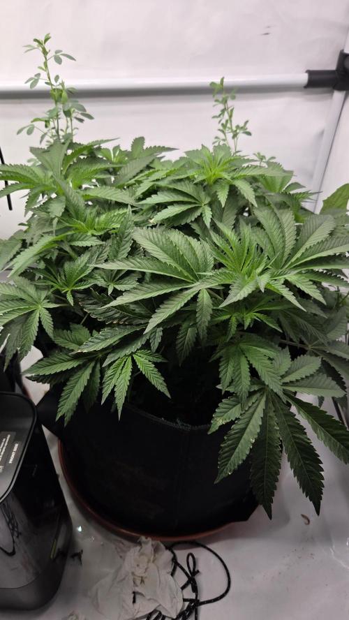 Kannabias Karibbean Mango. Week 6 - Tag 45
Blütetag 10