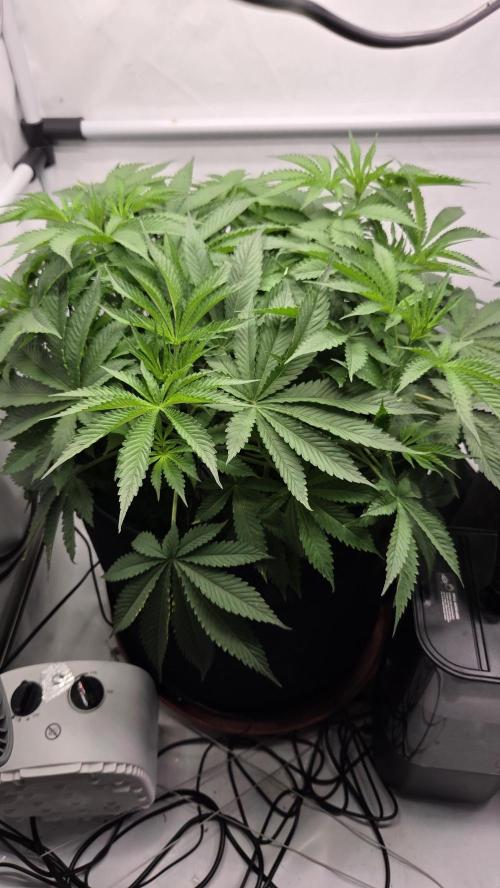 Kannabias Karibbean Mango. Week 6 - Tag 46
Blütetag 11