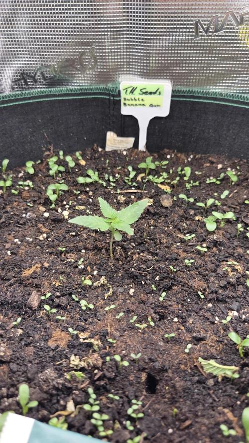 T.H.Seeds Bubble Banana Gum. Week 0 - Tag 7