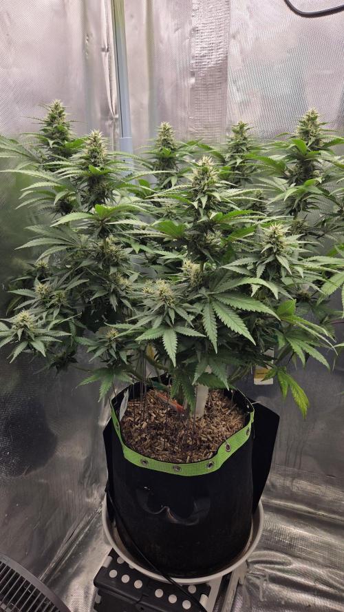 Sunset Sherbet Go Fast. Week 11