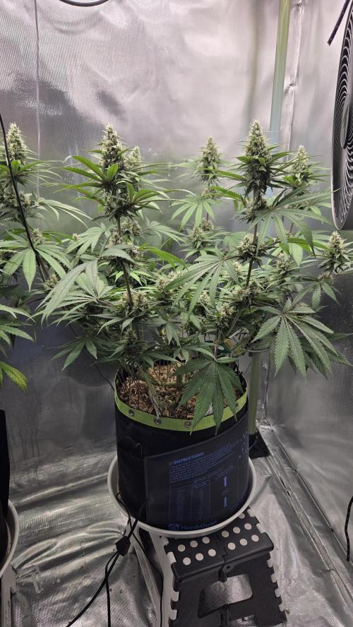 Kannabia Candy Cream Go Fast. Week 10 - Tag 73
Blütetag 37