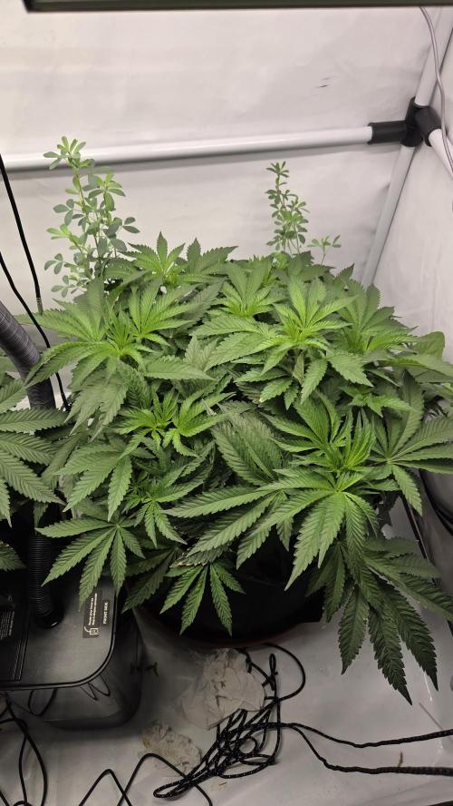 Kannabias Karibbean Mango. Week 6 - Tag 47
Blütetag 12