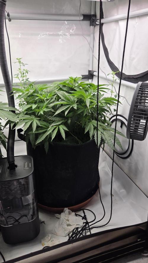 Kannabias Karibbean Mango. Week 6 - Tag 47
Blütetag 12