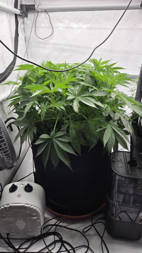 Kannabias Cherry Dream. Week 6 - Tag 46
Blütetag 11
