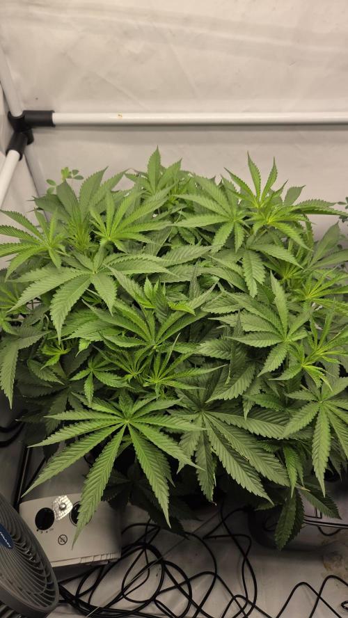 Pflanzregal 150W . Week 6