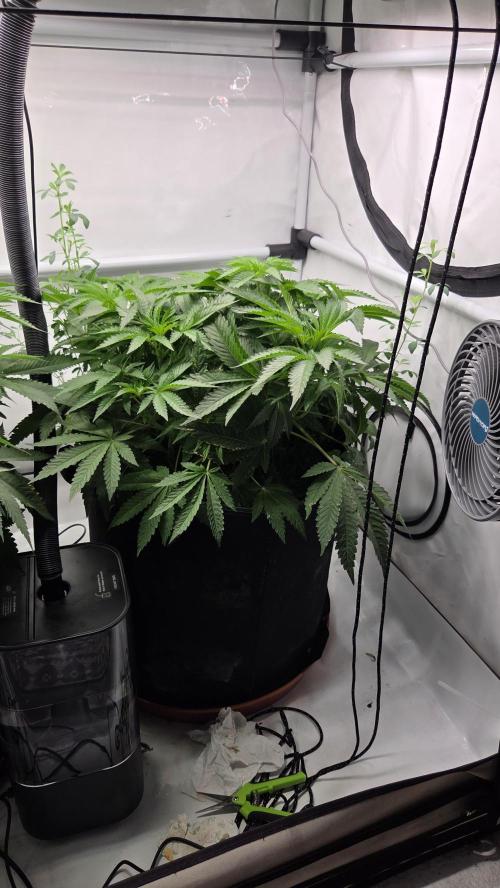 Kannabias Karibbean Mango. Week 6 - Tag 48
Blütetag 13