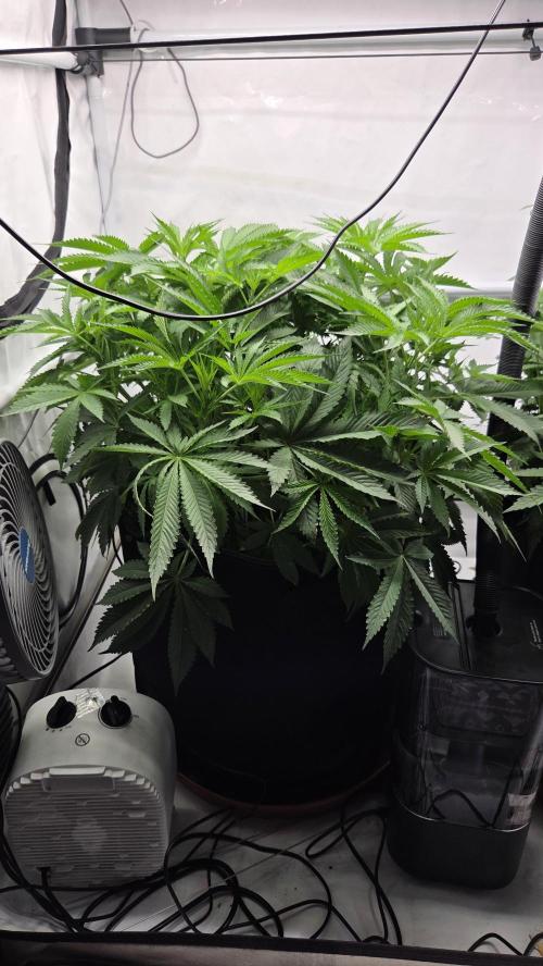 Pflanzregal 150W . Week 6