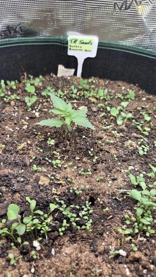 T.H.Seeds Bubble Banana Gum. Week 1 - Tag 9