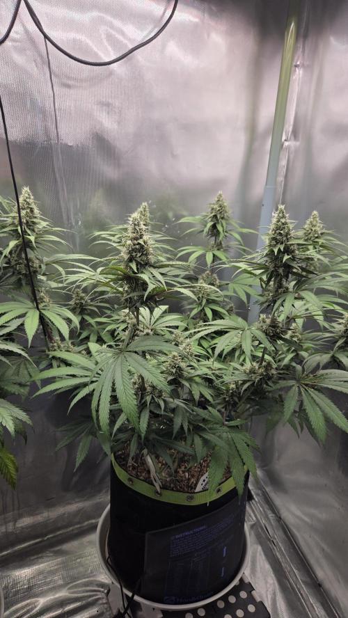 Kannabia Candy Cream Go Fast. Week 10 - Tag 75
Blütetag 39
