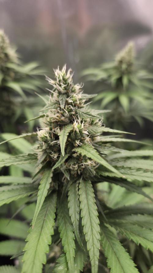 Kannabia Candy Cream Go Fast. Week 10 - Tag 75
Blütetag 39