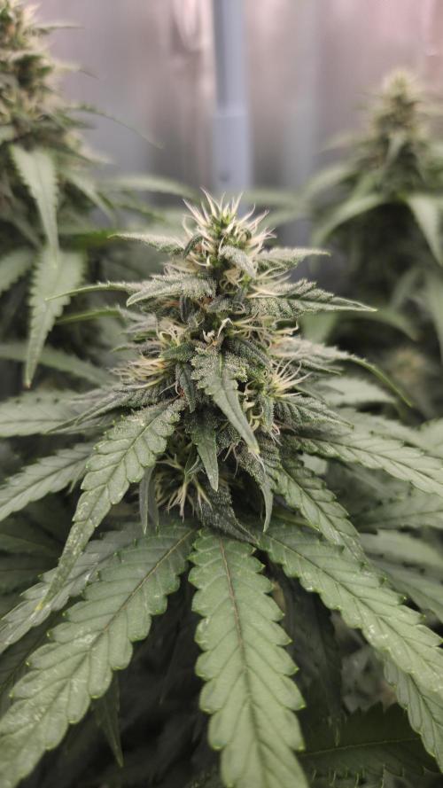 Kannabia Sunset Sherbet Go Fast. Week 11 - Tag 85
Blütetag 49