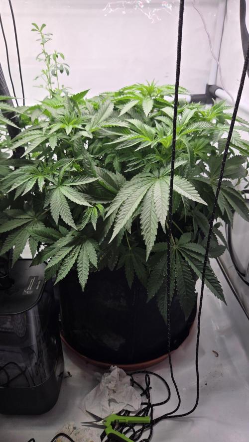 Kannabias Karibbean Mango. Week 6 - Tag 49
Blütetag 14