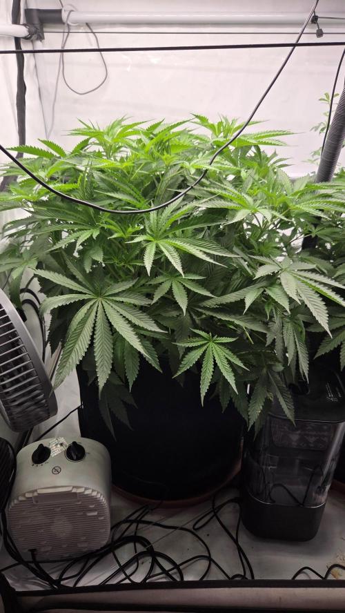 Pflanzregal 150W . Week 6