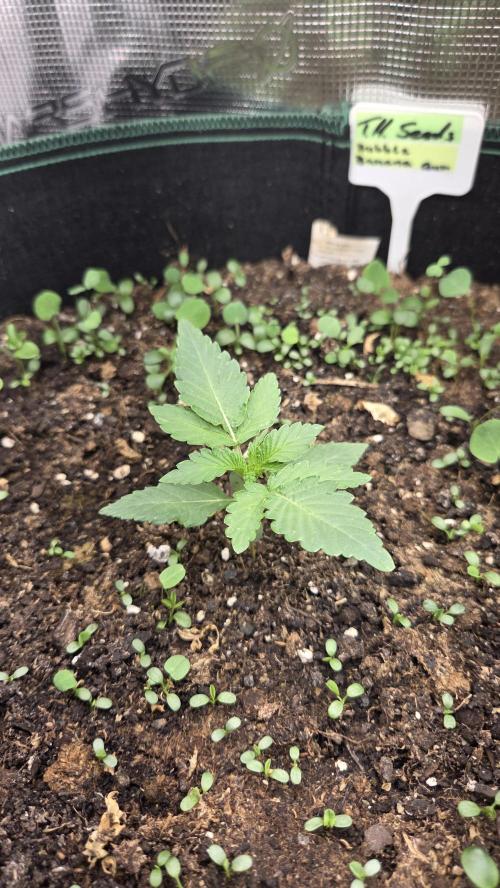 T.H.Seeds Bubble Banana Gum. Week 1 - Tag 10