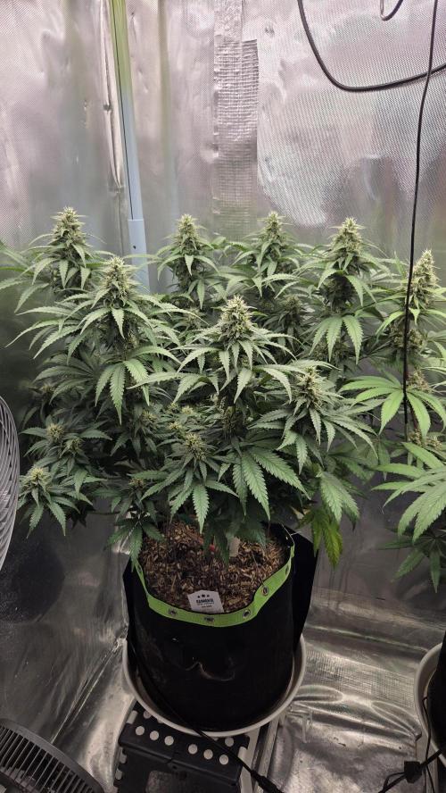 Kannabia Sunset Sherbet Go Fast. Week 12 - Tag 85
Blütetag 49