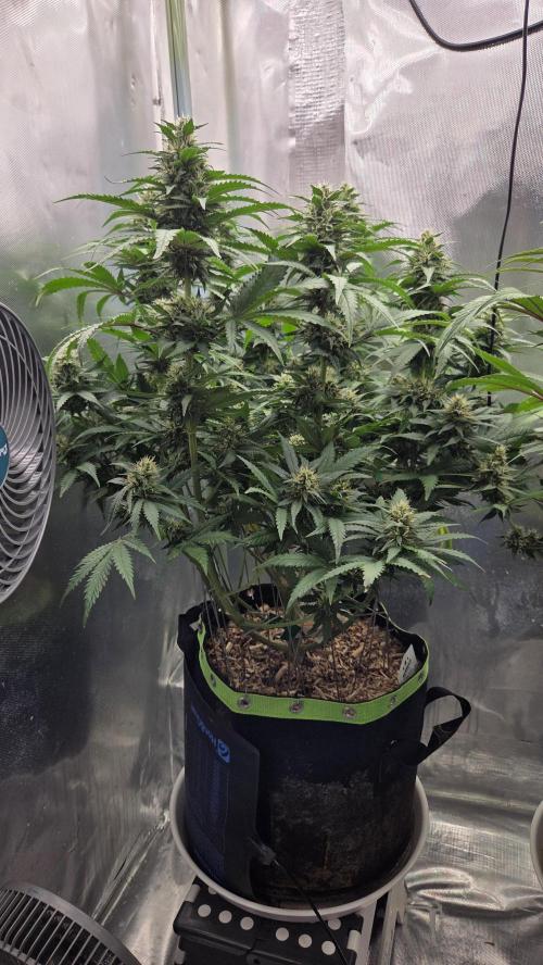 Kannabia Sunset Sherbet Go Fast. Week 12 - Tag 86
Blütetag 50